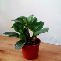 Peperomia (verde oscuro) - comprar online