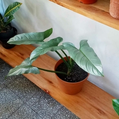 Philodendron Plateado (grande)