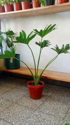 Philodendron "Misionero" - comprar online