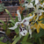 Oncidium 1 vara - greenonline