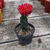 Cactus injertado rojo