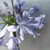 Agapanthus azul en internet