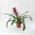 Guzmania - comprar online