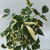 Bignonia jazminoide variegada en internet