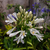 Agapanthus blanco