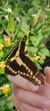 Aristolochia Elegans - comprar online