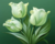 Tulipas Verdes - comprar online