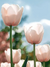 Tulipas Rosas - comprar online