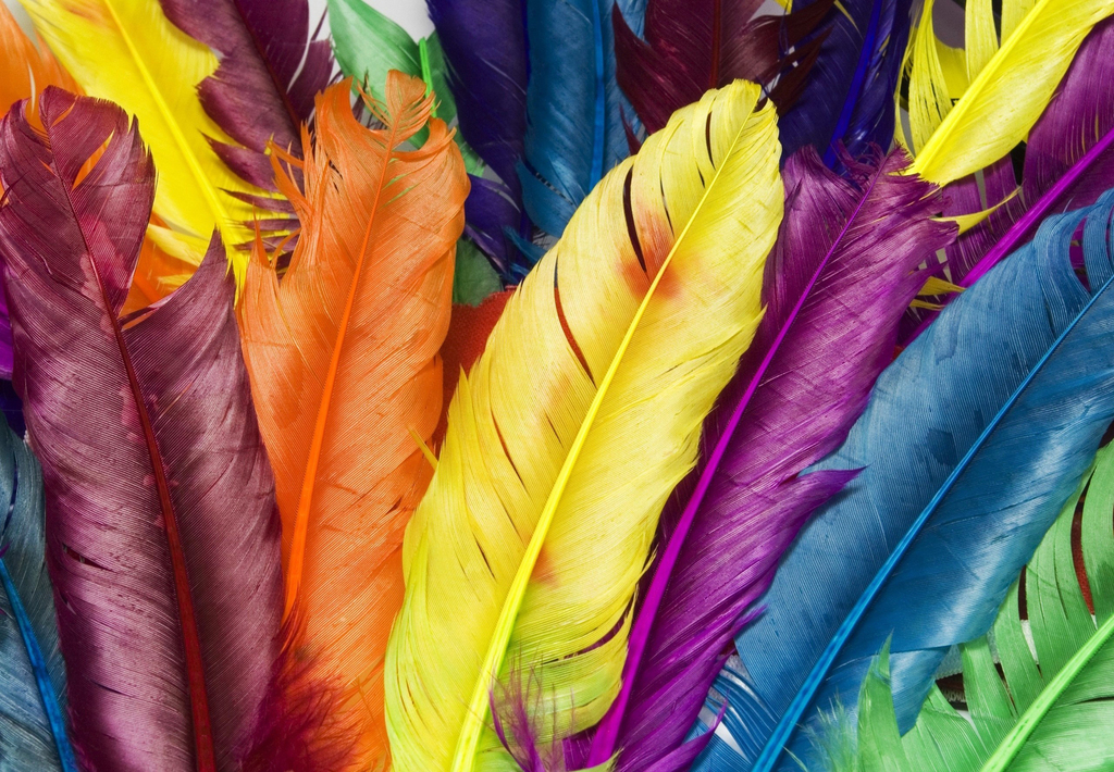Compra de plumas store