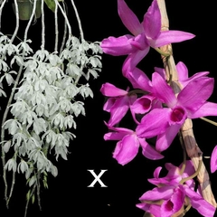 DENDROBIUM ANOSMUM X DENDROBIUM PARISHII