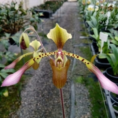 PAPHIOPEDILUM BULLENIANUM