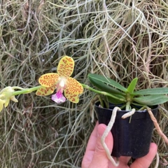 PHALAENOPSIS SEDIREA JAPONICA X VANDOPSIS PARISHII - comprar online