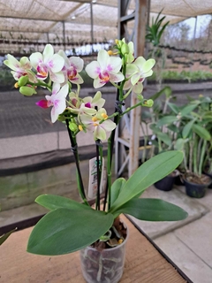 PHALAENOPSIS NEON MAGIC MULTIFLORA