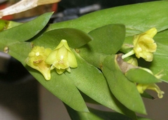 DENDROBIUM SECTION APORUM