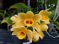 DENDROBIUM SULCATUM - comprar online