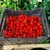 Carolina Reaper Red Frutos In natura 1 Kilo - comprar online
