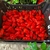 Bhut Jolokia Red Frutos In Natura 1 kilo - comprar online