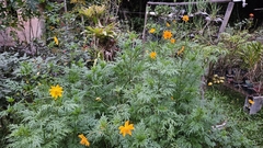 50 sementes de Cosmus sulphureus sortidas- Planta para pasto melitófilo (abelhas nativas sem ferrão) - Mudas de Flores de Cera, Outras Plantas e Material de Cultivo Andrew Fogtman Plantas