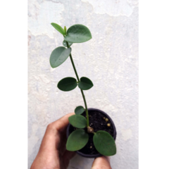 Combo das flores de cera Hoya cumingiana e Hoya lacunosa mudas enraizadas no pote nº 6 na internet