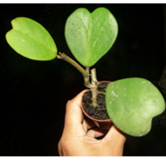 Combo dos 3 corações de flores de cera - mudas enraizadas - loja online