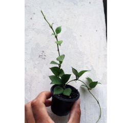 Combo dos corações Flores de cera Hoya kerrii e krohniana mudas enraizadas no pote nº 6 - Mudas de Flores de Cera, Outras Plantas e Material de Cultivo Andrew Fogtman Plantas