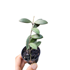 Combo das flores de cera peludinhas Hoya tsangii, Hoya bilobata e Hoya Cv. Optimistic - Mudas de Flores de Cera, Outras Plantas e Material de Cultivo Andrew Fogtman Plantas