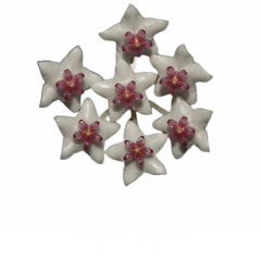 Flor de cera Hoya bella muda enraizada no pote nº 6