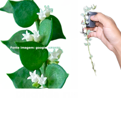 Combo dos 4 corações de flores de cera - mudas enraizadas no pote 6