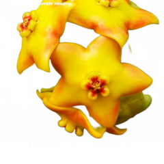 Flor de cera Hoya cv. Ruthie muda enraizada no pote nº 6