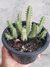 Cacto Huernia Macrocarpa - comprar online