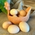 Galinha porta Ovos Xica na internet