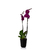 Cachepo Orquidea N5 Due - loja online