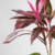 PLANTA DRACENA RUBRA - comprar online