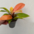 Planta Philodendro orange - comprar online