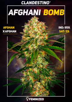 afghani bomb x10 + 2 DE REGALO!