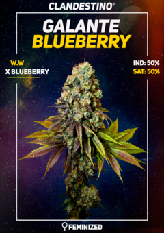 galante blueberry x10