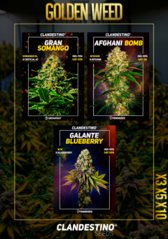 GOLDEN WEED x10 + 2 DE REGALO!