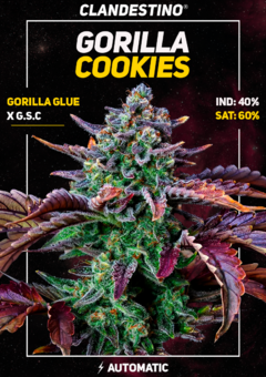 big cookies x5 + 1DE REGALO! - comprar online