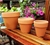 Maceta Terracota Barro Comun Clasico Jardin Decoracion Blum en internet