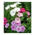 Semillas Flox Condor Huerta Cultivo Floral Eco - comprar online