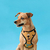 Peitoral Air Scooby-Doo WB para Cães - comprar online