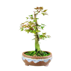 Bonsai Acer Palmatum Deshojo 7 anos na internet