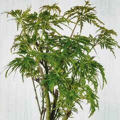 Pré Acer Palmatum Dissectum 2 anos - comprar online