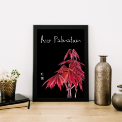 Quadro Acer Palmatum 02