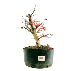 Pré Acer Palmatum Deshojo 2,5 anos