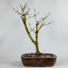 Bonsai Acer Palmatum Orange Dream 3 anos