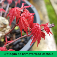 Pré Acer Palmatum Deshojo 1,5 anos - comprar online