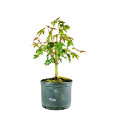 Pré Acer Palmatum Comum 1,5 anos