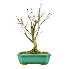 Bonsai Acer Palmatum Comum 5 anos