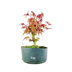 Pré Acer Palmatum Deshojo 1,5 anos